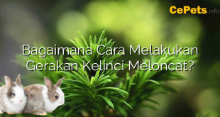 Bagaimana Cara Melakukan Gerakan Kelinci Meloncat?