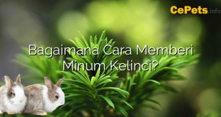 Bagaimana Cara Memberi Minum Kelinci?