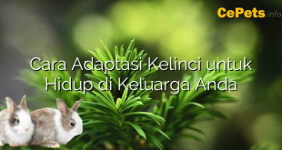 Cara Adaptasi Kelinci untuk Hidup di Keluarga Anda