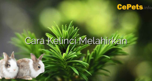 Cara Kelinci Melahirkan