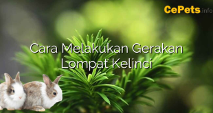 Cara Melakukan Gerakan Lompat Kelinci