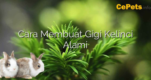 Cara Membuat Gigi Kelinci Alami