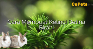 Cara Membuat Kelinci Betina Birahi