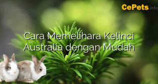 Cara Memelihara Kelinci Australia dengan Mudah