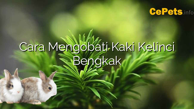 Cara Mengobati Kaki Kelinci Bengkak | Cepets Info