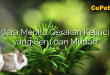 Cara Meniru Gerakan Kelinci yang Seru dan Mudah